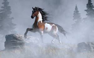 Wild Pinto Horse in the Fog