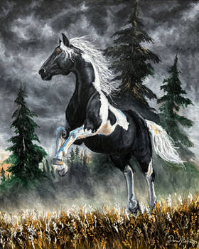 Stormy Day Pinto