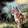 Lion Cub in the Grass