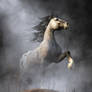 Gray Blanket Appaloosa