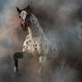 Appaloosa Through the Fog