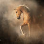 Palomino in the Mists