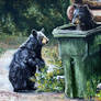 Dumpster Divers