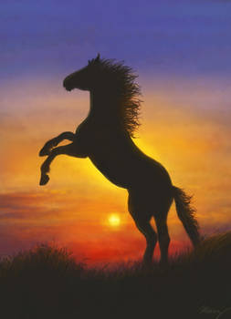 Wild horse and Sunset