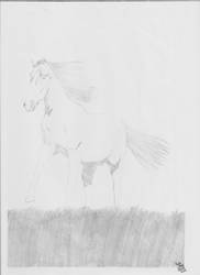 Horse 001