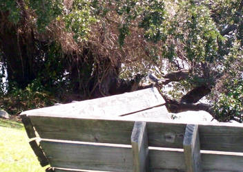 Bird on a Bench