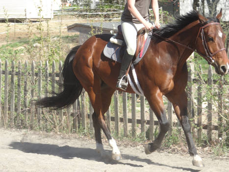 Say hello to my new horse Oakley