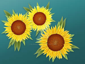 Sunflowers