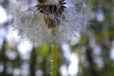 dandelion 3