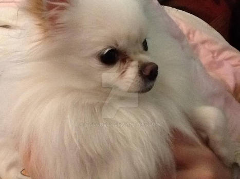 White Pomeranian