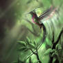 Hummingbird Fairy.