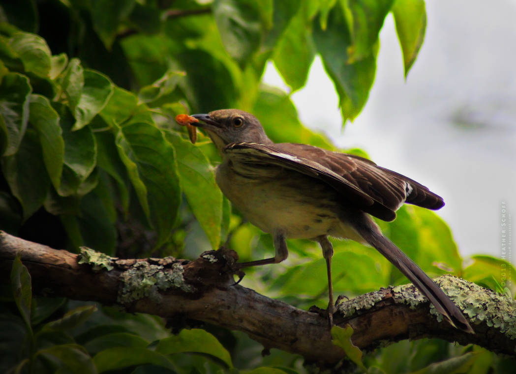 Female Mockingbird. by Zaellrin on DeviantArt
