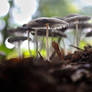 Mushroom Bokeh.