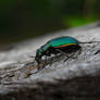 Fiery Ground Beetle.