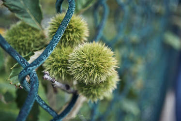 Chestnut Fence