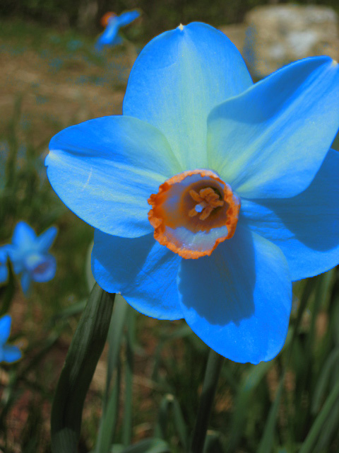 flower me blue