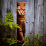 Peeping Tom