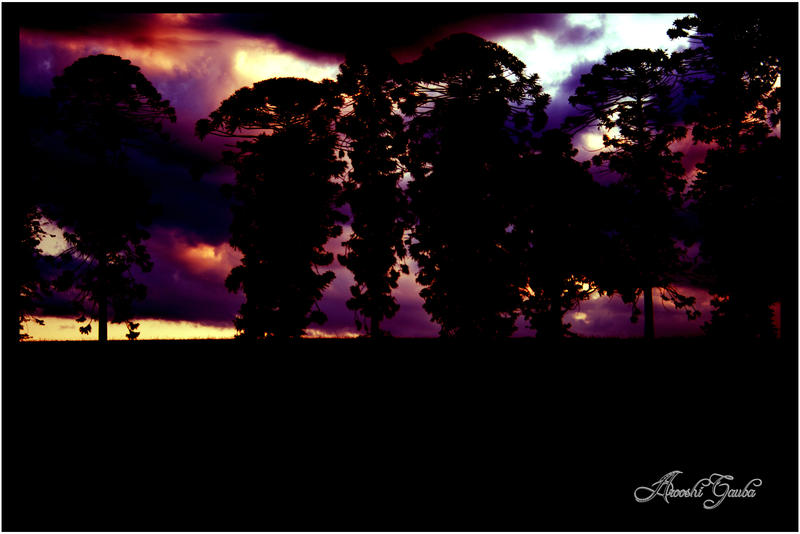 Trees in the Sunset 2