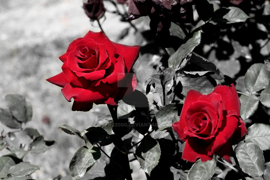 Rosed Grey by Sync2000 on DeviantArt