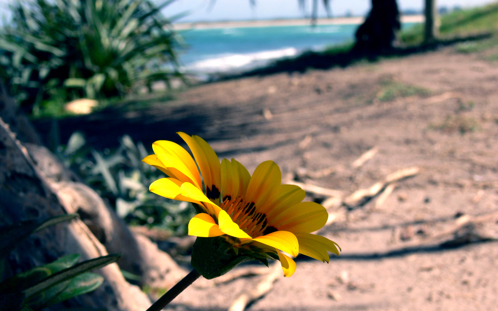 Noosa Flower