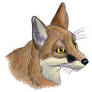 Swift Fox...attempt.