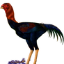 Malay Rooster