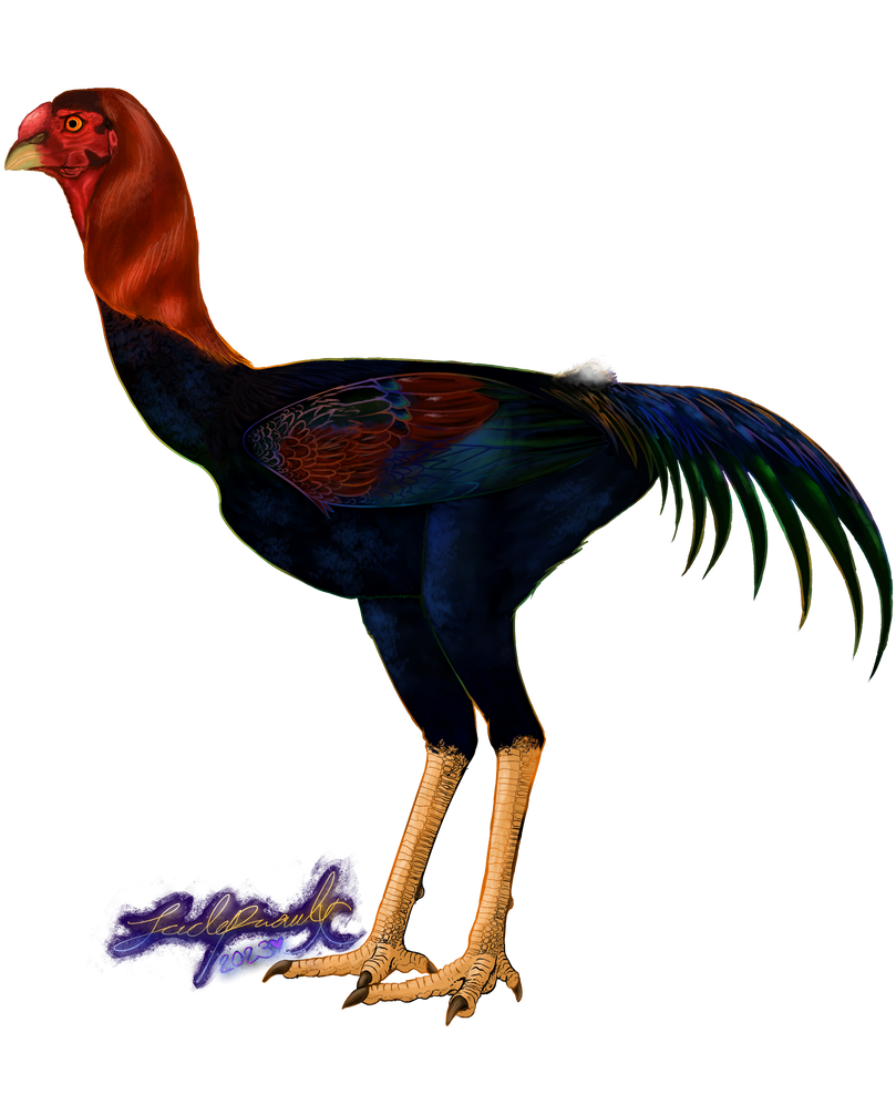 Malay Rooster