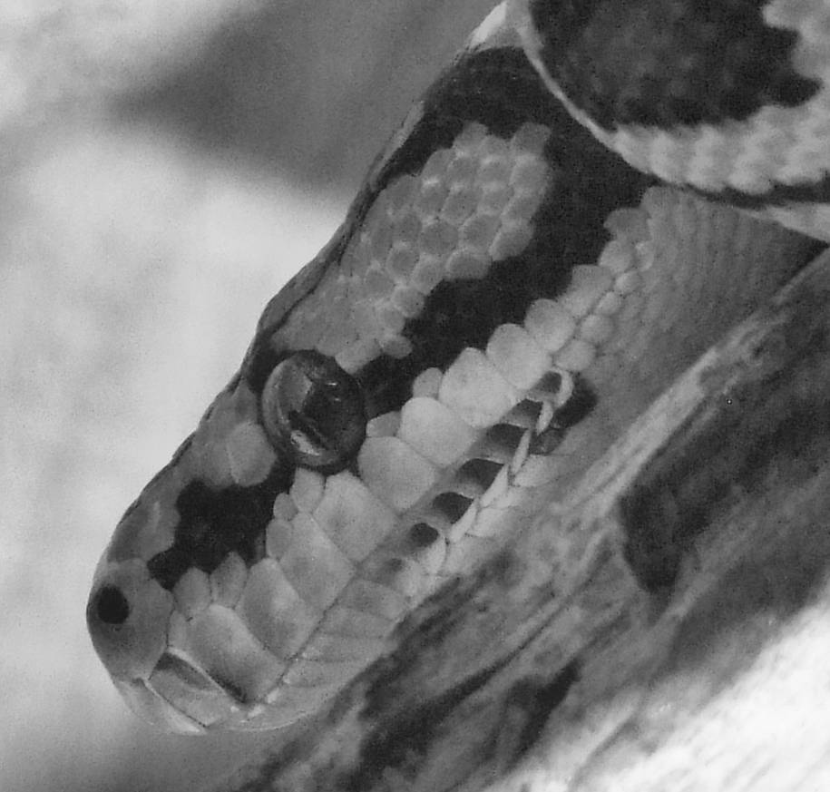 Australian Jungle python head by Python-Paradice on DeviantArt