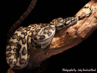 Wenlock River Cape York Python