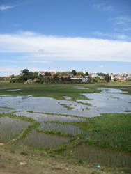 Rice paddy