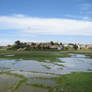 Rice paddy