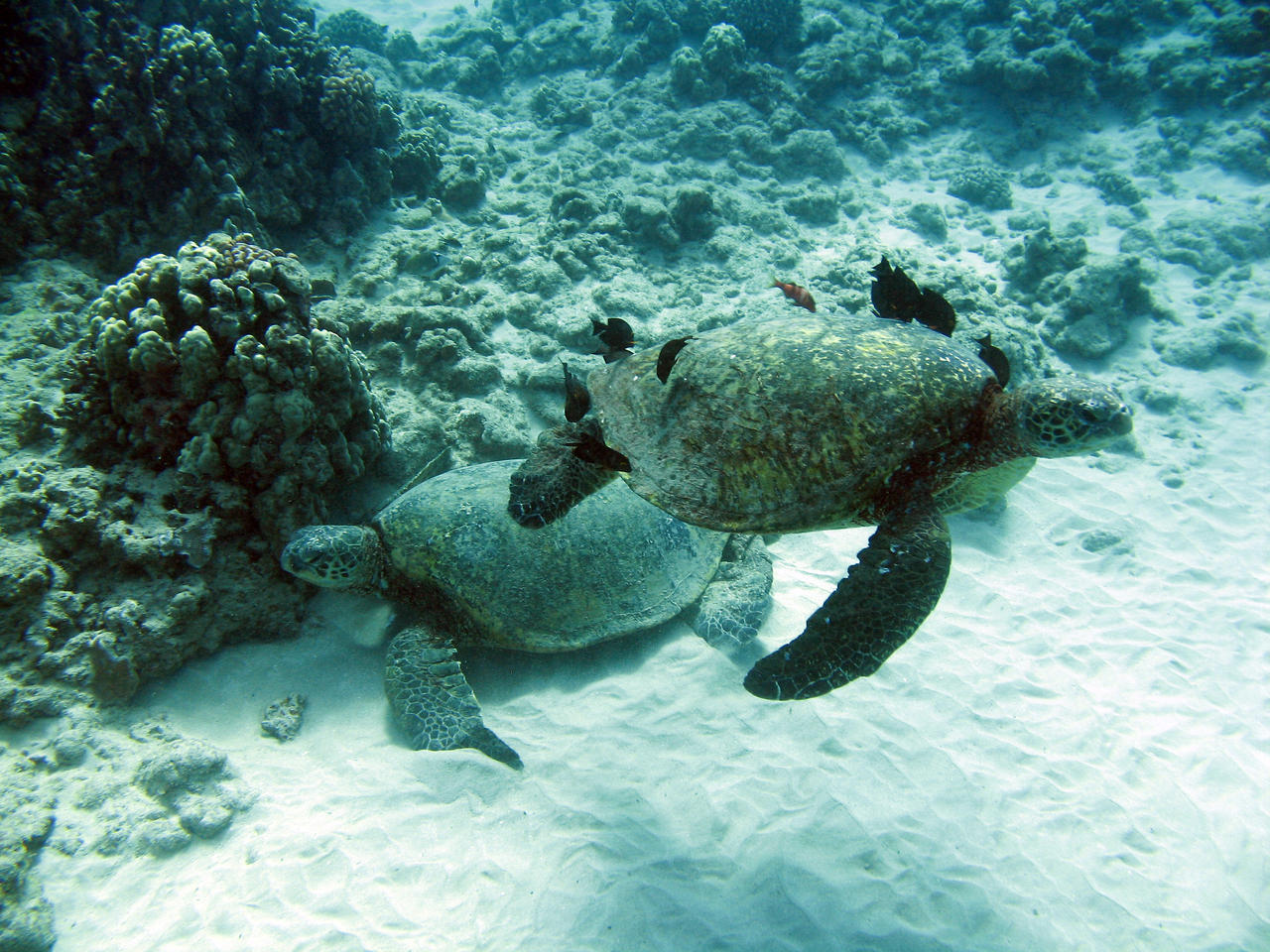 Sea Turtles