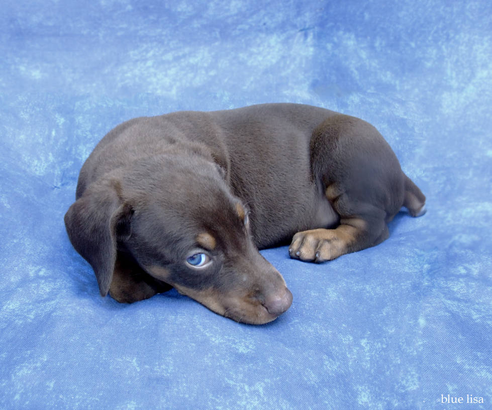 blue lisa by lady-alessandra on DeviantArt