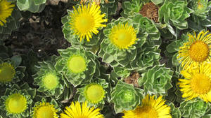 Canary Island Daisy at the Getty