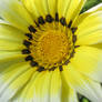 Gazania (3)