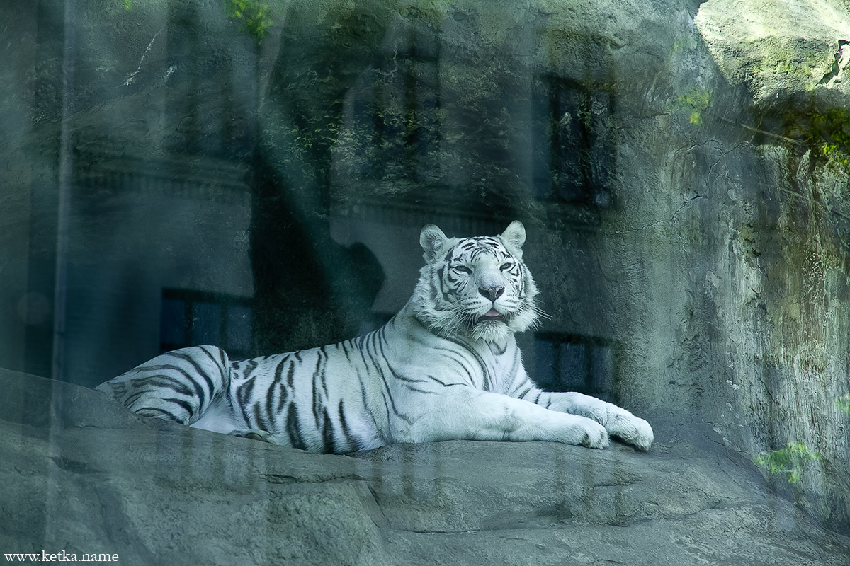 white tigers tumblr