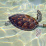 Sea Turtle