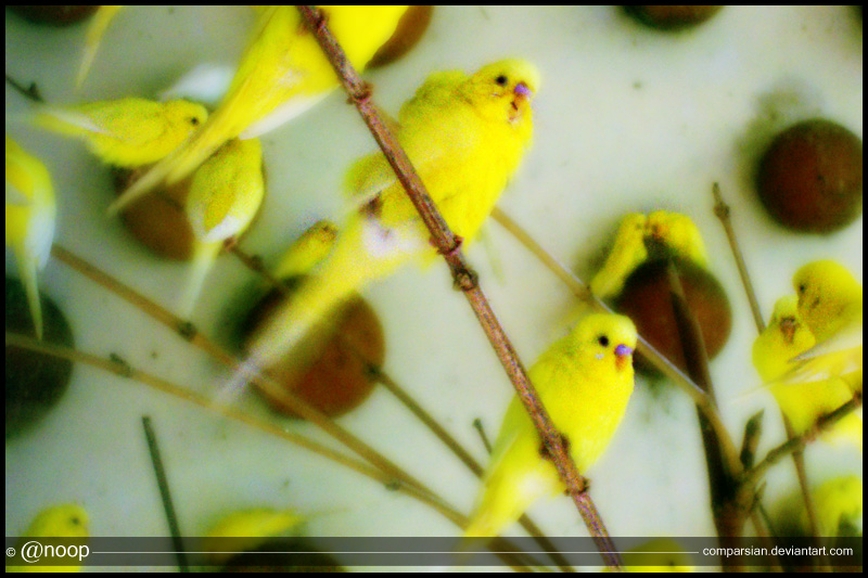 Yellow Birds