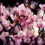 plum blossom