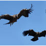 Vultures in Flight - Stock