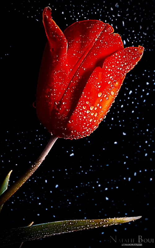 Red_tulip