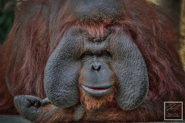 Orangutan