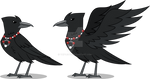 Mocking Raven the Crow