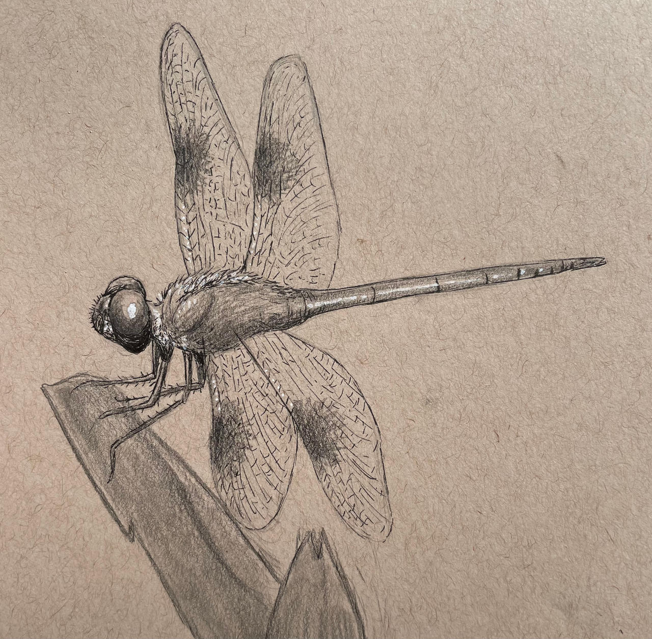 Dragonfly Deviantart Dragonfly by JordanAustinArt on DeviantArt