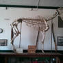 Horse Skeleton Stock
