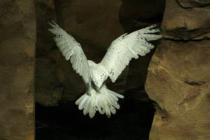 Snowy Owl 9 by CastleGraphics Snowy Owl 9 by CastleGraphics