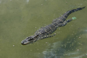 Alligator 3