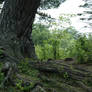 Landscape 38