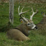 White-Tailed Deer 8