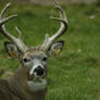 White-Tailed Deer 9